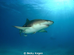 Lemon shark checking out the camera by Becky Kagan 